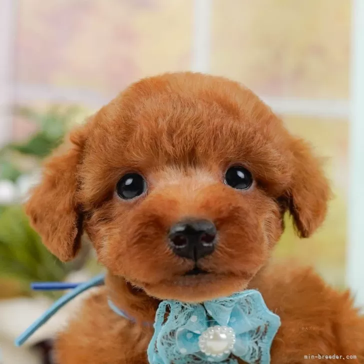 A.K 様のお迎えした子犬