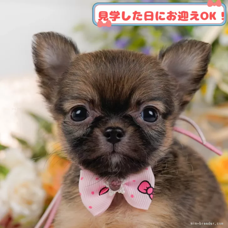 Y.K 様のお迎えした子犬