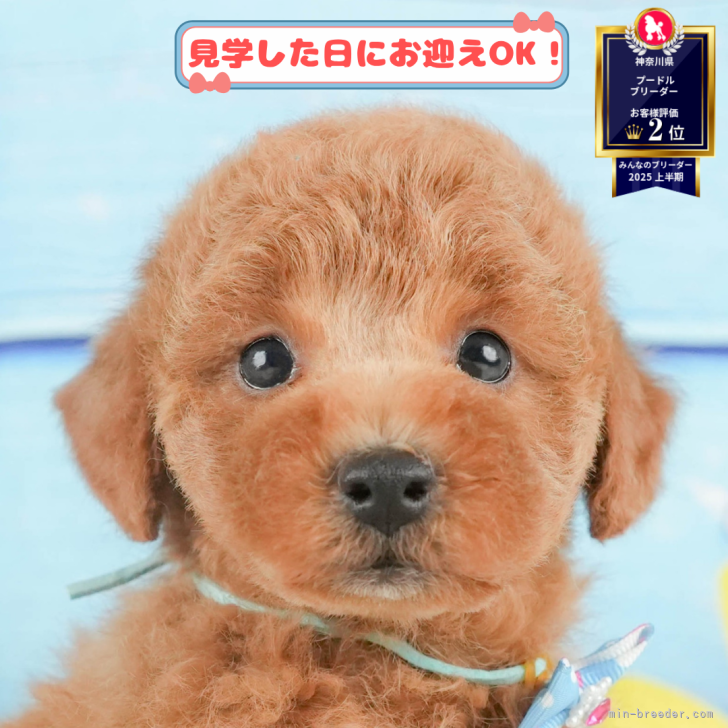 ブリーダー画像