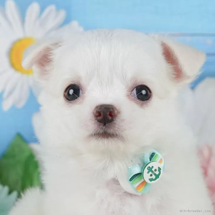 H.S 様のお迎えした子犬