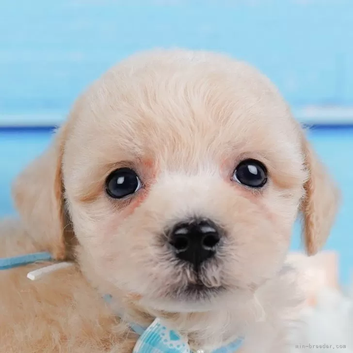 レオン丸 様のお迎えした子犬