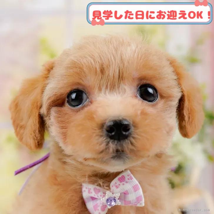 ID：2505-03038の子犬