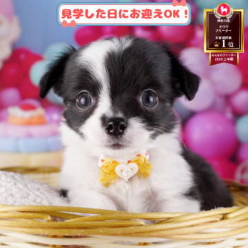 チワワ(ロング)【神奈川県・女の子・2025年8月3日・ブラックタン&ホワイト】の写真「🐶🐾11/15・16開催💛お迎え前相談会🎉」