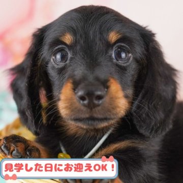 カニンヘンダックスフンド(ロング)【神奈川県・男の子・2024年11月8日・ブラック&タン】の写真「しつけ・トレーニング中の子犬を掲載中です！🐶」