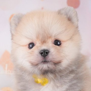ポメラニアン【神奈川県・男の子・2025年1月13日・オレンジ】の写真「しつけ・トレーニング中の生体掲載中🐶」