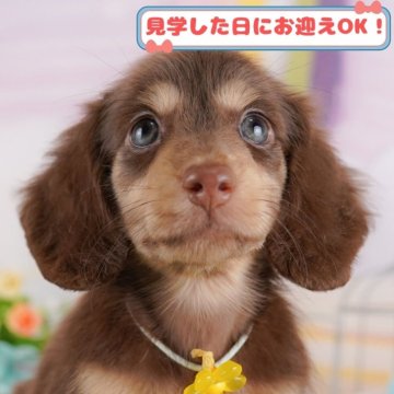 ミニチュアダックスフンド(ロング)【神奈川県・男の子・2024年11月19日・チョコレート&タン】の写真「しつけ・トレーニング中の生体掲載中🐶」