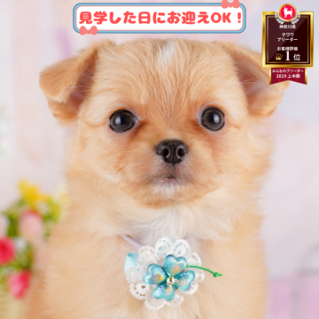 チワワ(ロング)【神奈川県・女の子・2025年6月1日・レッド&ホワイト】の写真「8/2・3パピーランで遊ぼう！予約受付中🌈」