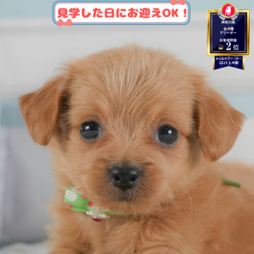 チワプー(チワワ×トイプードル)【神奈川県・男の子・2025年6月15日・アプリコット】の写真「8/24(日)開催🐶チワワ/MIX見学会💗🐾」