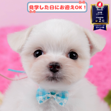 チワマル(マルチーズ×チワワ)【神奈川県・女の子・2025年4月28日・ホワイト】の写真「8/10・11🐶気軽に相談できる見学会」