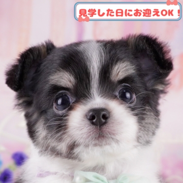 チワワ(ロング)【神奈川県・男の子・2025年1月3日・ブラックタン&ホワイト】の写真「🥎5/18　相談会開催🎉」