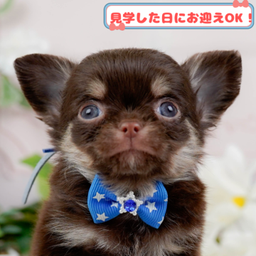 チワワ(ロング)【神奈川県・男の子・2025年1月31日・チョコレートタン&ホワイト】の写真「全頭トイレ練習中✨育てやすさにこだわってます！」