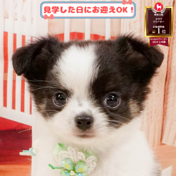 チワワ(ロング)【神奈川県・男の子・2025年4月21日・パーティー】の写真「9/6・7土日連続開催🐶わんちゃんの相談会💭」