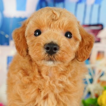 トイプードル(トイ)【神奈川県・男の子・2024年8月7日・アプリコット】の写真「しつけ・トレーニング中の生体掲載中🐶」