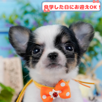 チワワ(ロング)【神奈川県・男の子・2025年1月30日・ブラックタン&ホワイト】の写真「全頭トイレ練習中✨育てやすさにこだわってます！」