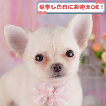 チワワ(ロング)【神奈川県・男の子・2024年11月7日・クリーム】の写真「しつけ・トレーニング中の子犬を掲載中です！🐶」