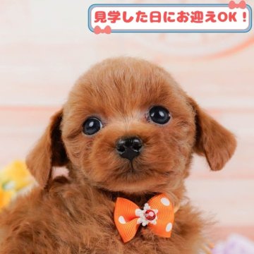 トイプードル(タイニー)【神奈川県・男の子・2024年12月13日・レッド】の写真「しつけ・トレーニング中の子犬を掲載中です！🐶」