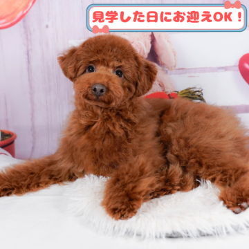 トイプードル(トイ)【神奈川県・男の子・2024年9月10日・レッド】の写真「しつけ・トレーニング中の生体掲載中🐶」
