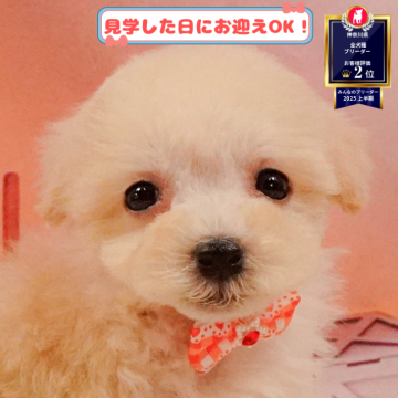 マルプー(マルチーズ×トイプードル)【神奈川県・男の子・2025年3月27日・クリーム】の写真「8/10・11🐶気軽に相談できる見学会」