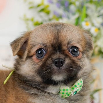 チワワ(ロング)【神奈川県・男の子・2025年5月10日・フォーン&ホワイト】の写真「8/24(日)開催🐶チワワ/MIX見学会💗🐾」