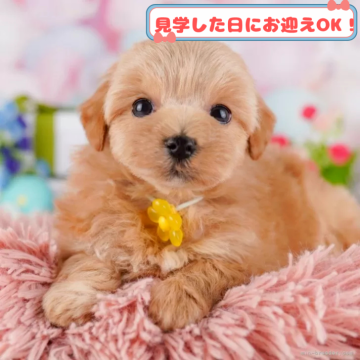 マルプー(マルチーズ×トイプードル)【神奈川県・女の子・2025年2月25日・アプリコット】の写真「全頭トイレ練習中✨育てやすさにこだわってます！」