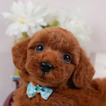 トイプードル(トイ)【神奈川県・男の子・2024年9月15日・レッド】の写真「甘え上手な男の子🐶💕しっかりした体型です💕」