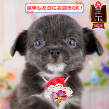 チワワ(ロング)【神奈川県・男の子・2025年4月30日・ブルータン&ホワイト】の写真「8/10・11🐶気軽に相談できる見学会」