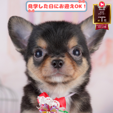 チワワ(ロング)【神奈川県・男の子・2025年5月14日・ブラックタン&ホワイト】の写真「8/10・11🐶気軽に相談できる見学会」