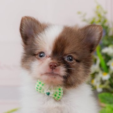 ぽめわ ﾎﾟﾒﾁｰ【ﾎﾟﾒﾗﾆｱﾝ×ﾁﾜﾜ】ミックス犬・ミックス猫の在籍一覧 ペット