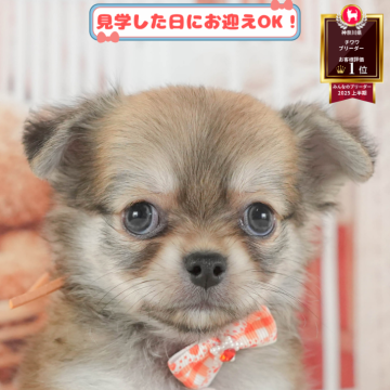 チワワ(ロング)【神奈川県・男の子・2025年7月6日・レッド】の写真「11月限定🎉くじ引き大会開催中🎁」