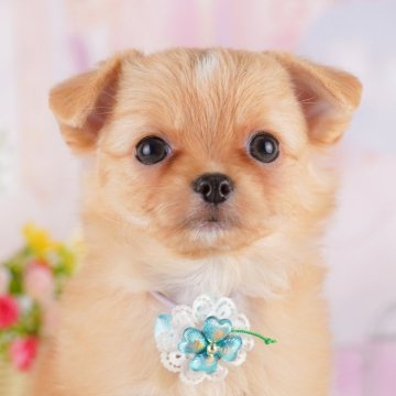 チワワ(ロング)【神奈川県・女の子・2025年6月1日・レッド&ホワイト】の写真「🐶10/4・5開催🎉チワワ&MIX見学会✨」