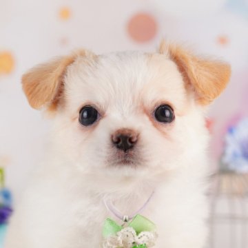 チワワ(ロング)【神奈川県・女の子・2025年7月1日・クリーム&ホワイト】の写真「9/20～23🐶相談付き見学会ウィーク開催🎉」