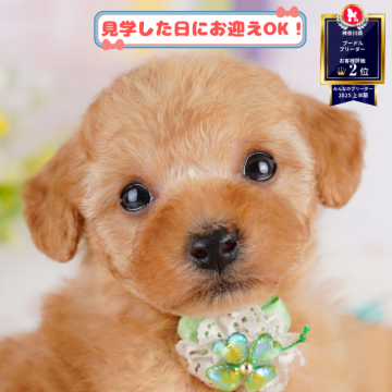 タイニープードル【神奈川県・男の子・2025年6月27日・レッド】の写真「🐶🫧11/1・2はこいぬの見学会開催🎉」