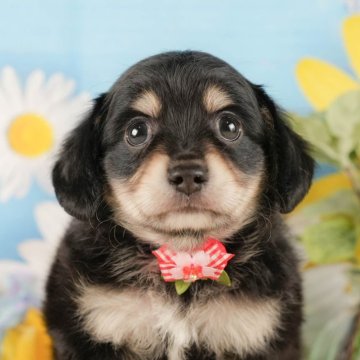 チワックス(チワワ×ダックスフンド)【神奈川県・男の子・2025年9月10日・ブラック&タン】の写真「🎄12/20・21開催！初めてでも安心相談会🎁」