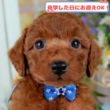 トイプードル(トイ)【神奈川県・男の子・2025年1月4日・レッド】の写真「GW期間中限定！パピーランでふれあい体験🎶」