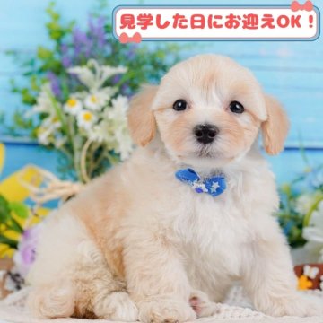 マルプー(マルチーズ×トイプードル)【神奈川県・男の子・2024年10月20日・アプリコット】の写真「しつけ・トレーニング中の子犬を掲載中です！🐶」