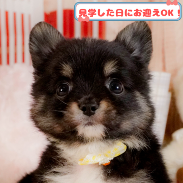 チワワ(ロング)【神奈川県・男の子・2025年3月9日・ブラックタン&ホワイト】の写真「🥎5/18　相談会開催🎉」