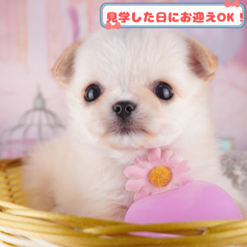チワワ(ロング)【神奈川県・男の子・2025年1月3日・クリーム&ホワイト】の写真「しつけ・トレーニング中の子犬を掲載中です！🐶」