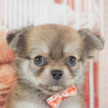 チワワ(ロング)【神奈川県・男の子・2025年7月6日・レッド】の写真「9/20～23🐶相談付き見学会ウィーク開催🎉」