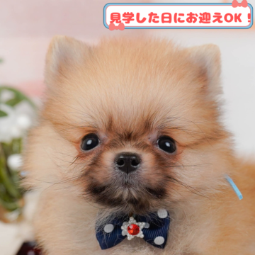 ポメラニアン【神奈川県・男の子・2024年11月28日・オレンジセーブル】の写真「しつけ・トレーニング中の生体掲載中🐶」