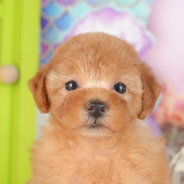 トイプードル(トイ)【神奈川県・女の子・2025年6月15日・レッド】の写真「🐾11/29・30🐶相談もできる特別見学会開催」