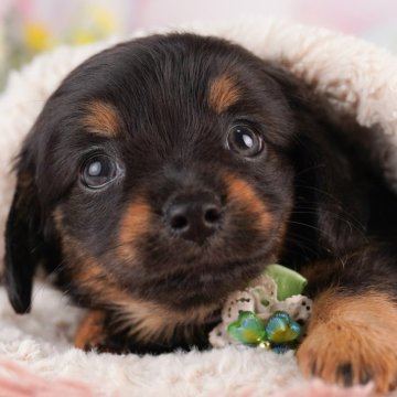 チワックス(チワワ×ダックスフンド)【神奈川県・男の子・2025年7月1日・ブラック&タン】の写真「9/20～23🐶相談付き見学会ウィーク開催🎉」