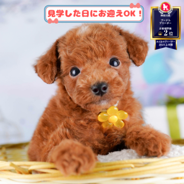 タイニープードル【神奈川県・男の子・2025年7月19日・レッド】の写真「🐶🫧11/1・2はこいぬの見学会開催🎉」