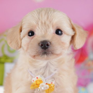 チワプー(チワワ×トイプードル)【神奈川県・女の子・2025年9月22日・アプリコット】の写真「🐾11/29・30🐶相談もできる特別見学会開催」