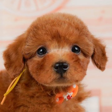トイプードル(トイ)【神奈川県・男の子・2024年11月22日・レッド】の写真「💛6/1(日)開催！子犬のふれあい体験会🐶」