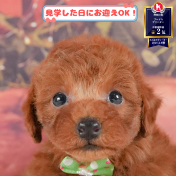 トイプードル(トイ)【神奈川県・男の子・2025年7月1日・レッド】の写真「🐶🫧11/1・2はこいぬの見学会開催🎉」
