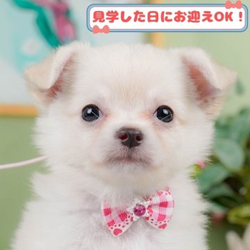チワワ(ロング)【神奈川県・女の子・2024年8月12日・クリーム】の写真「GW期間中限定！パピーランでふれあい体験🎶」