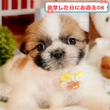 シーズー【神奈川県・女の子・2025年3月4日・ホワイト&ゴールド】の写真「全頭トイレ練習中✨育てやすさにこだわってます！」
