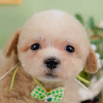 マルプー(マルチーズ×トイプードル)【神奈川県・男の子・2025年1月22日・クリーム】の写真「全頭トイレ練習中✨育てやすさにこだわってます！」