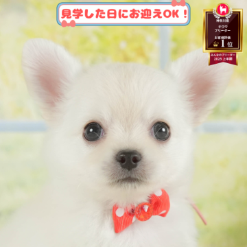 チワワ(ロング)【神奈川県・男の子・2025年7月6日・ホワイト】の写真「🐶🐾11/15・16開催💛お迎え前相談会🎉」