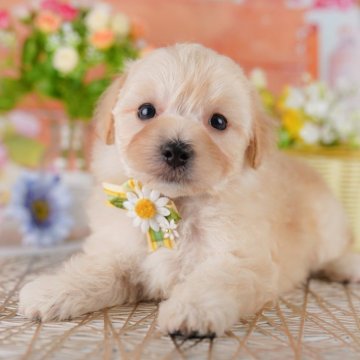 マルプー(マルチーズ×トイプードル)【神奈川県・男の子・2025年6月24日・アプリコット】の写真「🐾11/29・30🐶相談もできる特別見学会開催」